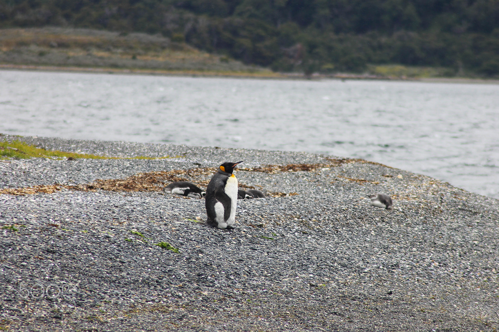 Canon EOS 1100D (EOS Rebel T3 / EOS Kiss X50) sample photo. King penguin in beagle channel photography