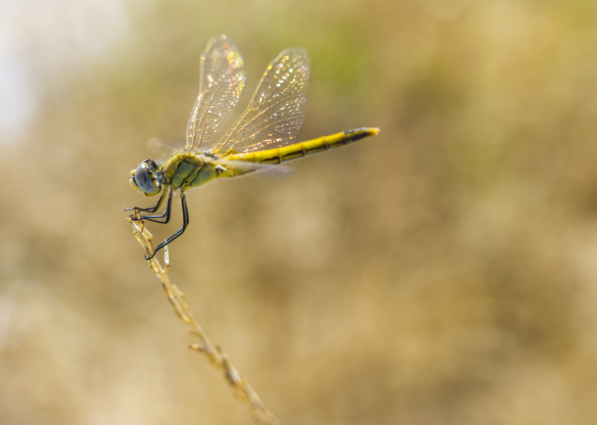 Sigma 28mm f/1.8 DG Macro EX sample photo. Libelula photography