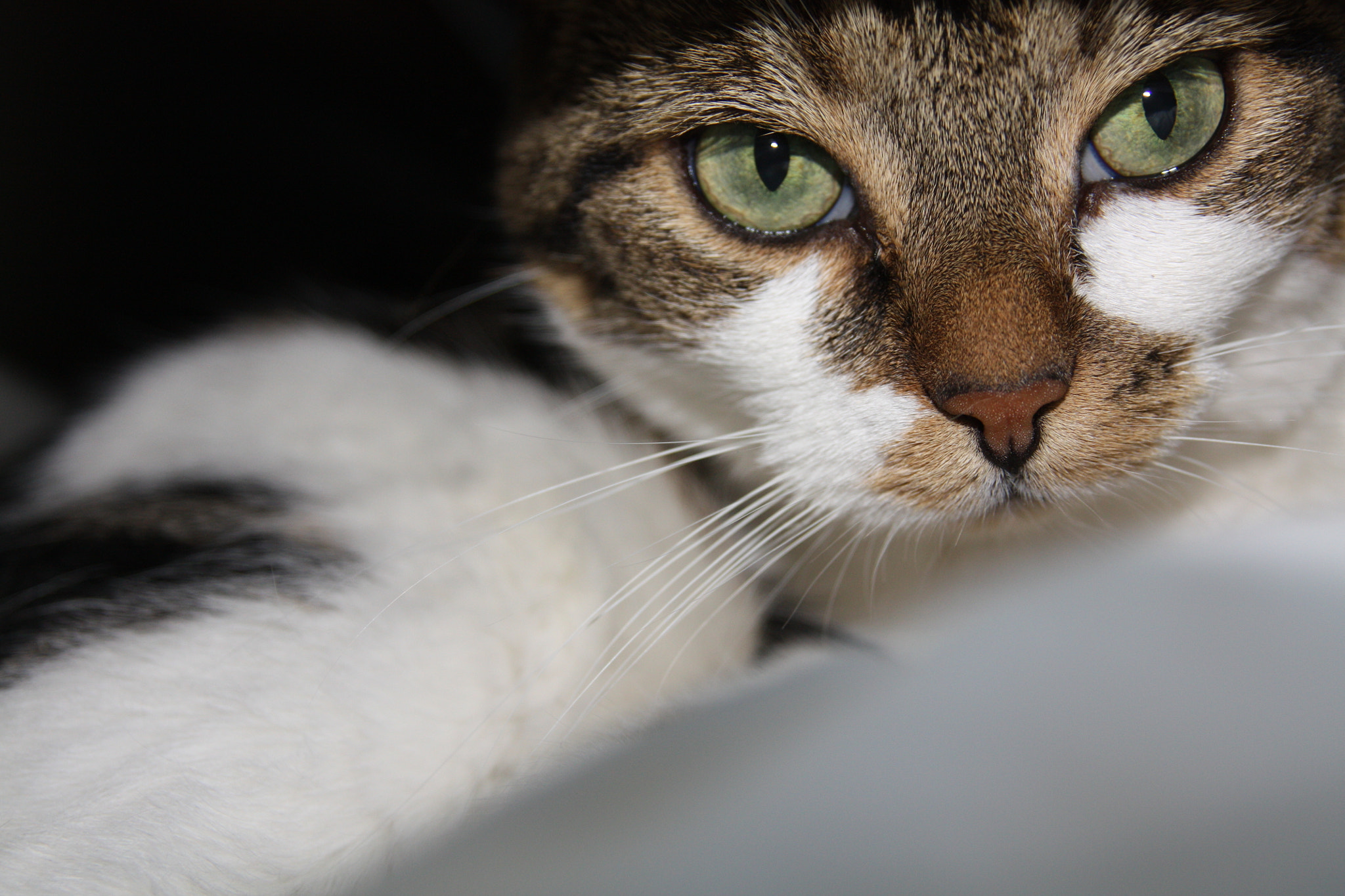 Sigma 17-70mm F2.8-4 DC Macro OS HSM sample photo. Cat's eyes photography