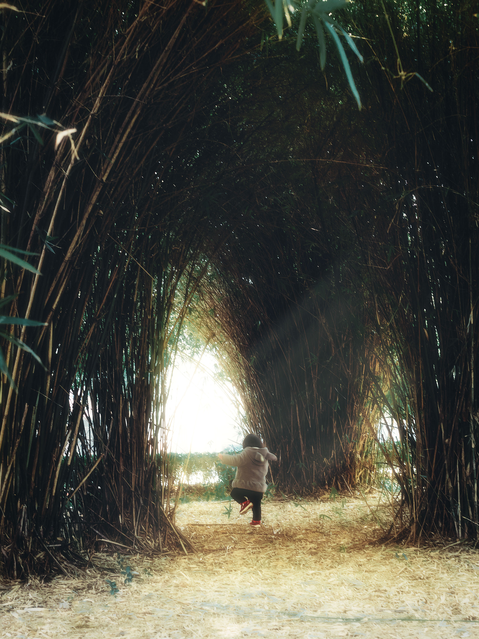 Nikon D750 + Sigma 50mm F1.4 EX DG HSM sample photo. 宝宝竹林玩耍 photography