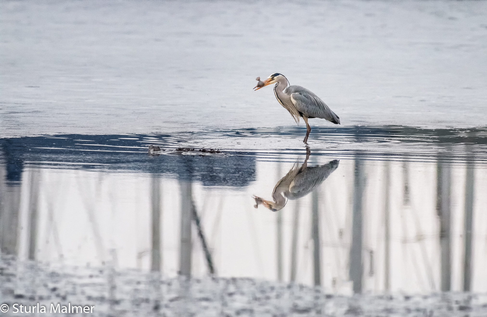 Canon EOS 70D + Canon EF 300mm f/2.8L sample photo. _mg_5234-edit.jpg photography