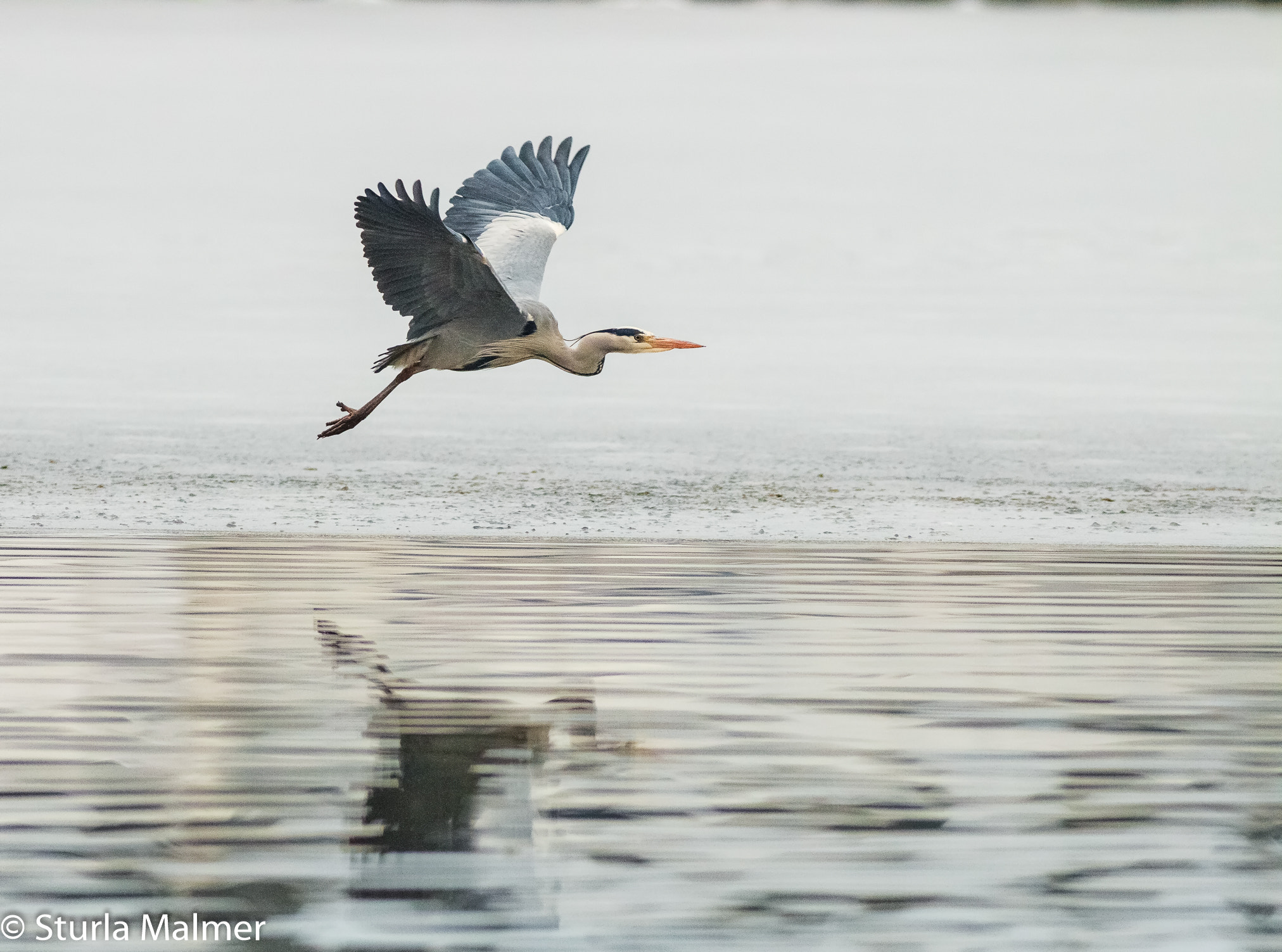 Canon EF 300mm f/2.8L sample photo. Gray heron in flight photography