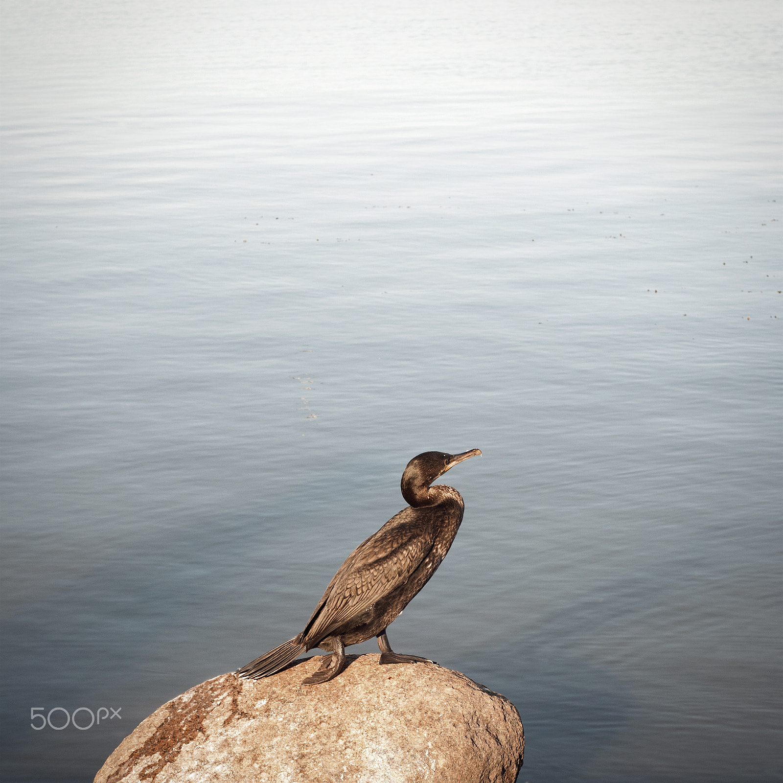 Nikon D80 + Nikon AF Nikkor 50mm F1.8D sample photo. Cormorant standing on the rock photography