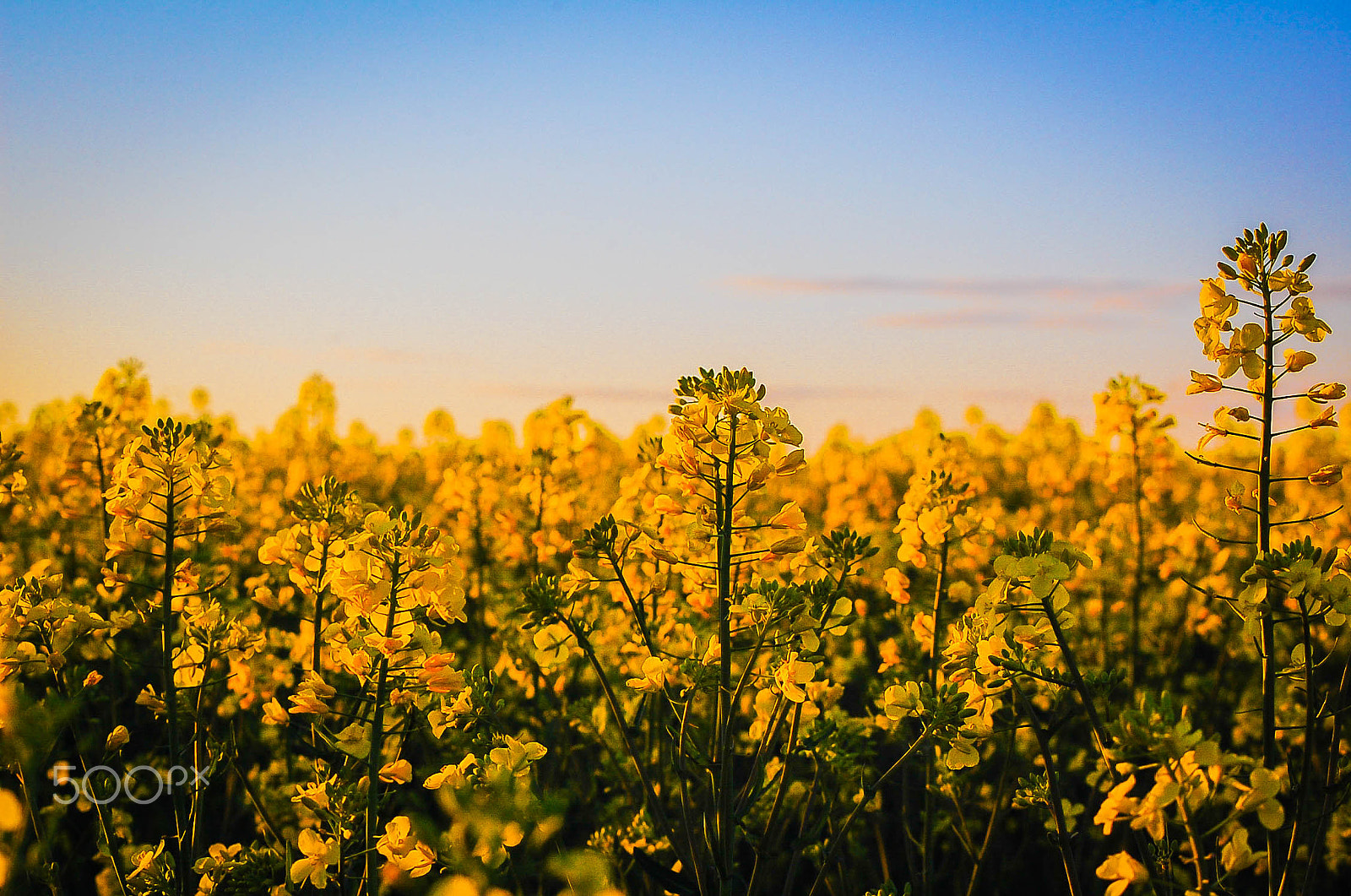 Nikon D40 sample photo. Canola field photography
