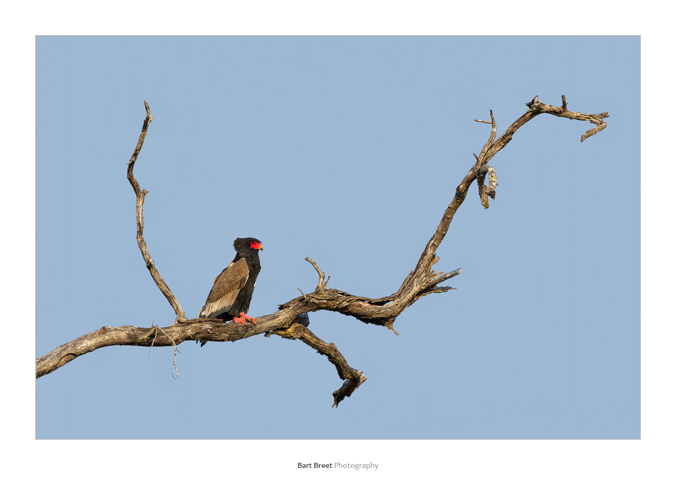 Canon EF 300mm F2.8L IS USM sample photo. Bateleur eagle photography