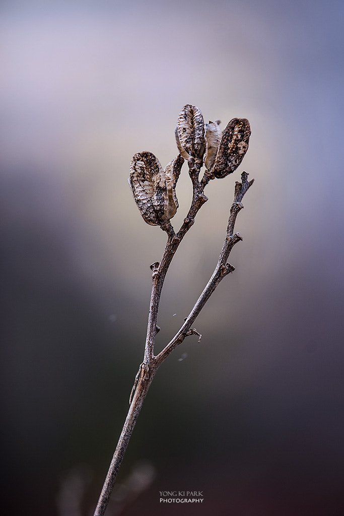 Pentax K-1 sample photo. The winter story of the wild flowers and trees-4 photography
