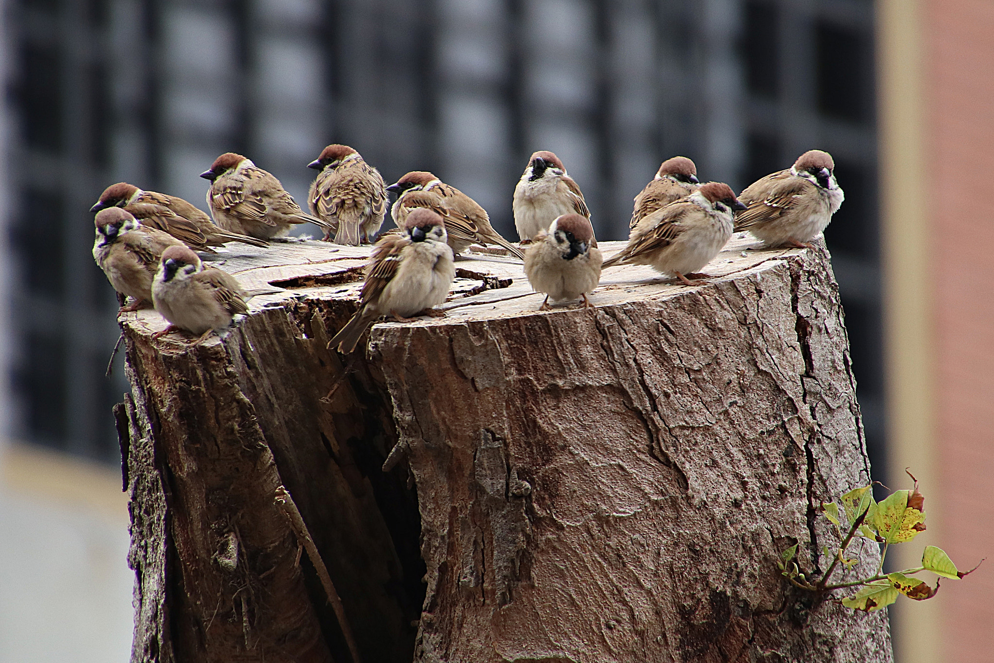 Canon EOS M5 sample photo. Birds party photography
