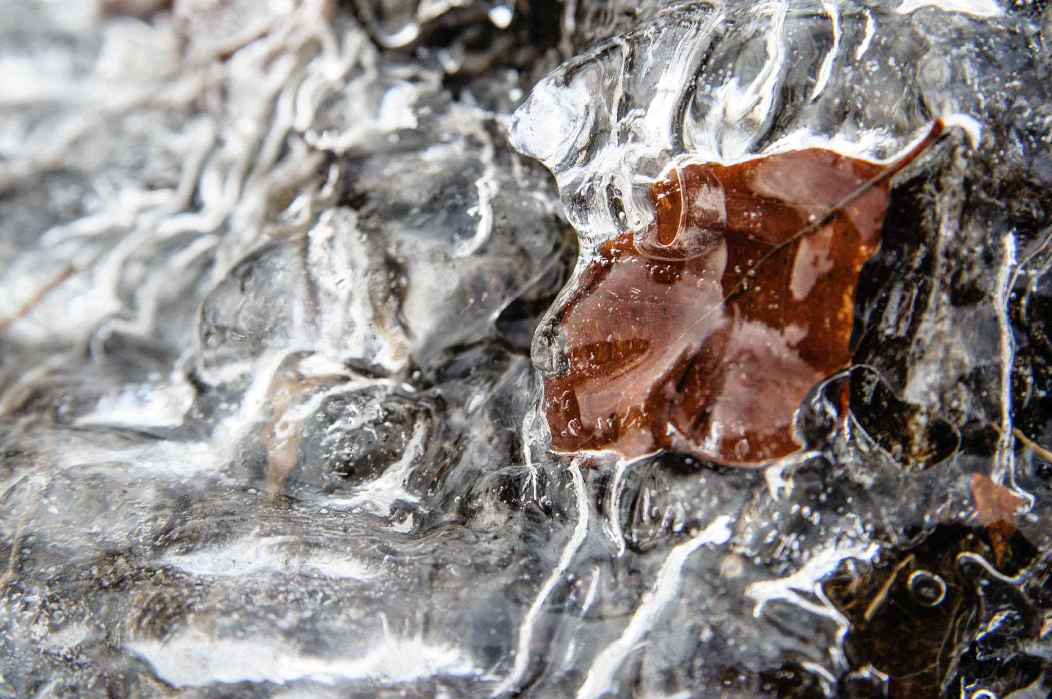 Nikon D700 sample photo. Ice and leaf photography