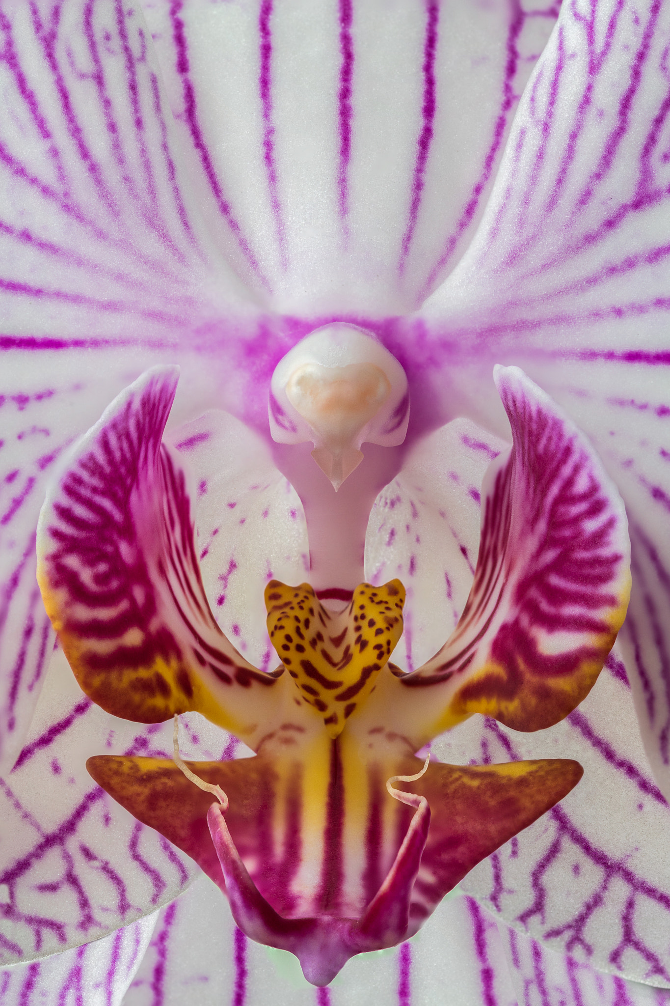 Sigma 105mm F2.8 EX DG OS HSM sample photo. Orchid photography