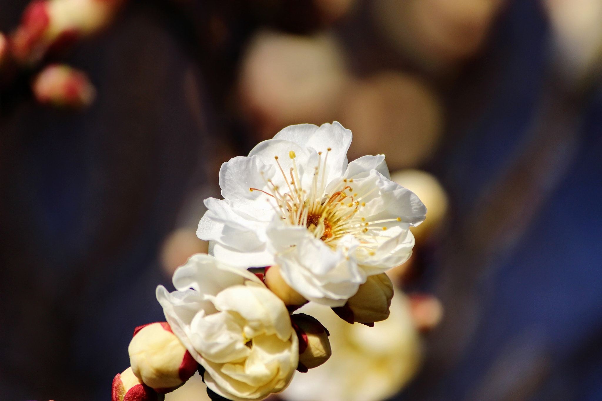 Canon EOS 100D (EOS Rebel SL1 / EOS Kiss X7) sample photo. もうすぐ・・・春 photography