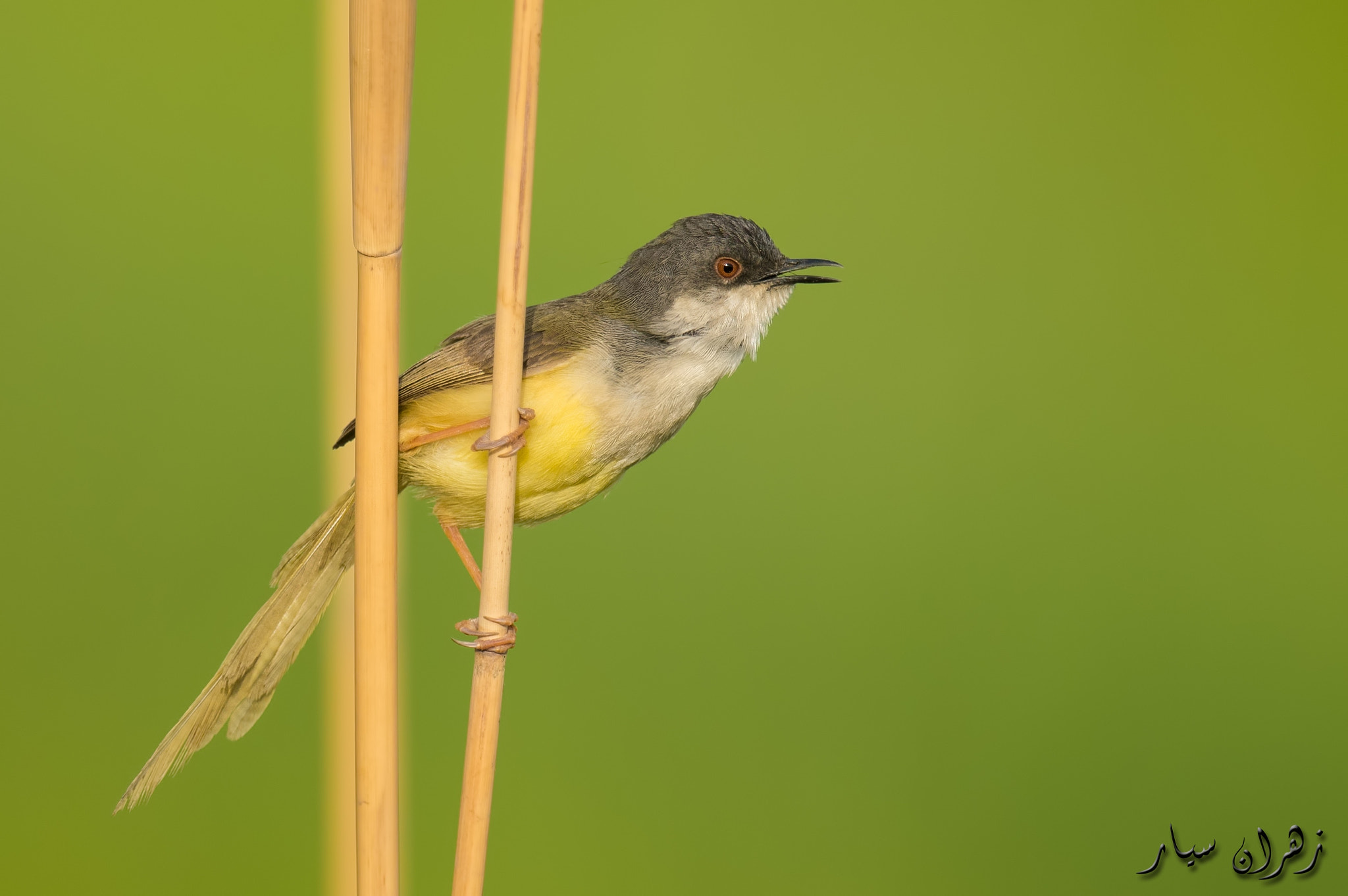 Nikon D500 + Nikon AF-S Nikkor 600mm F4G ED VR sample photo. Sweet singer ! photography