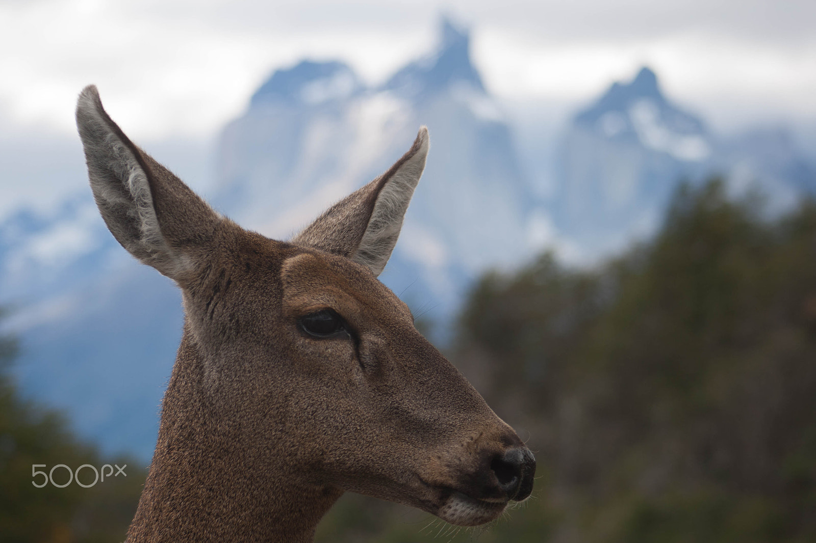 Canon EF 75-300mm f/4-5.6 USM sample photo. Huemul photography