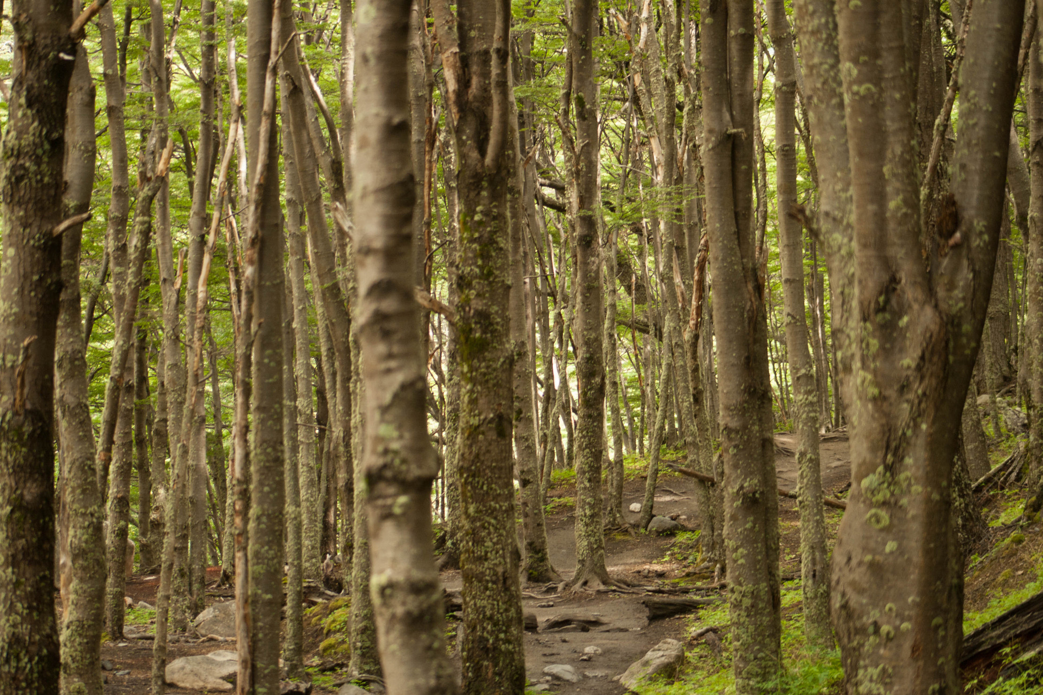 Canon EF 75-300mm f/4-5.6 USM sample photo. Paine photography