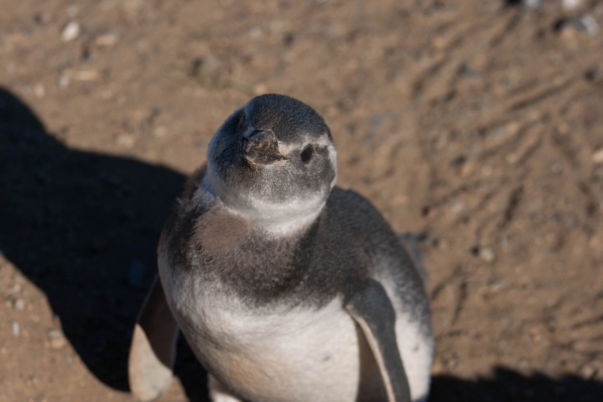 Canon EF 75-300mm f/4-5.6 USM sample photo. Isla magdalena photography