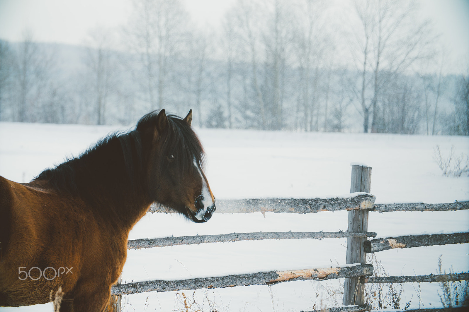 Sony a6300 + Canon EF 70-200mm F4L USM sample photo. Alone horse looking in the camera photography