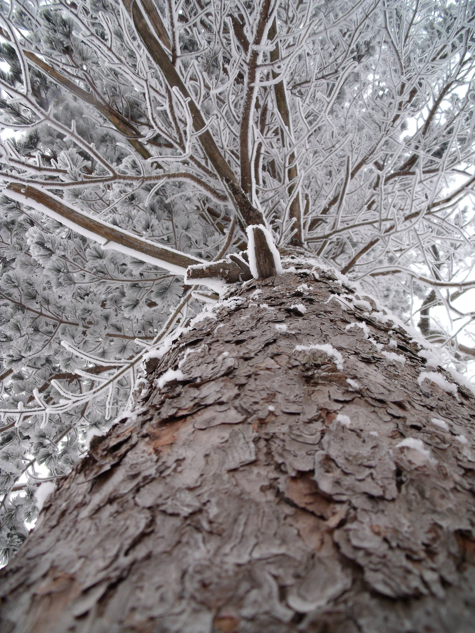 Fujifilm FinePix J110W sample photo. Hoarfrost photography