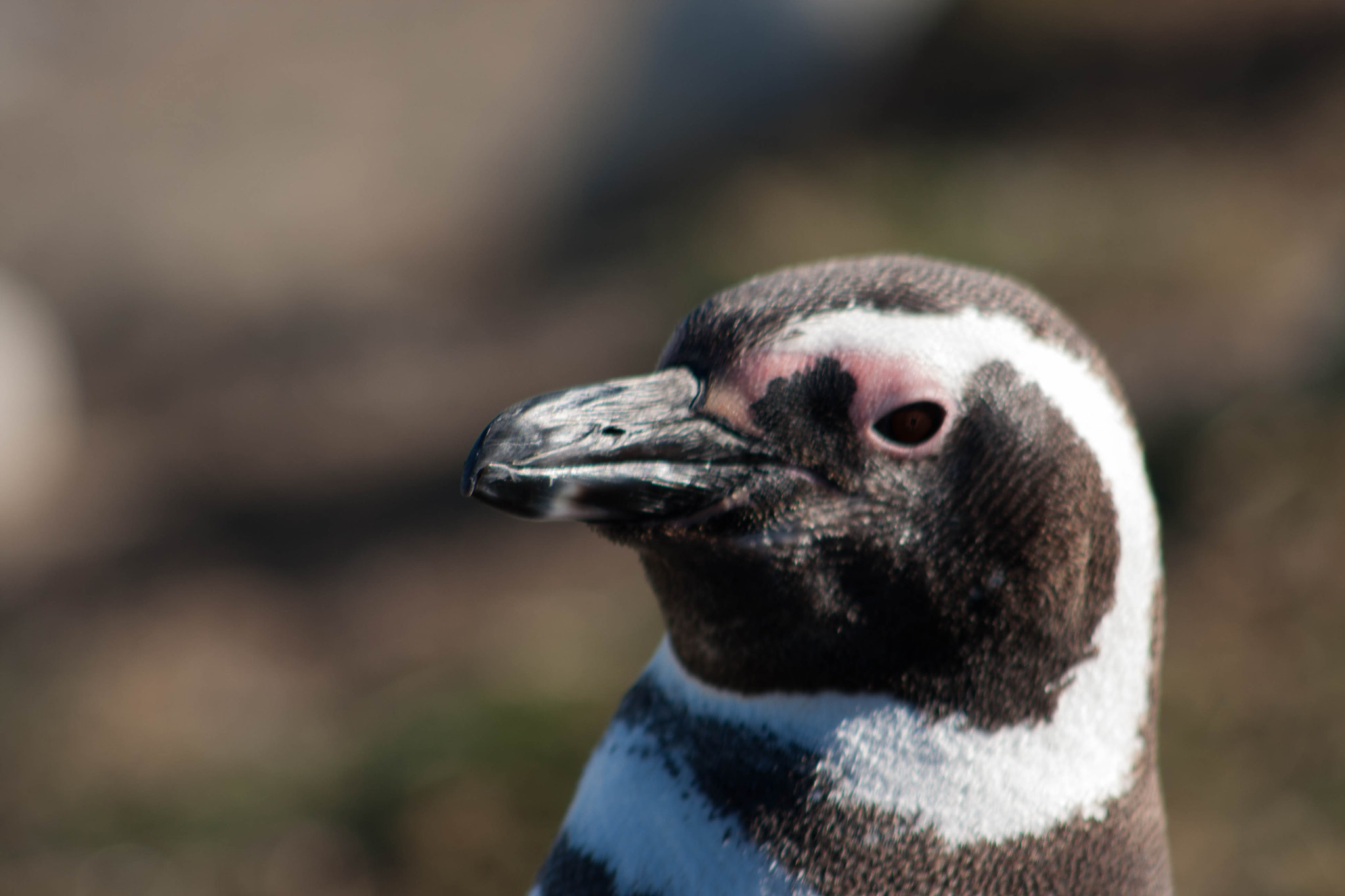 Canon EF 75-300mm f/4-5.6 USM sample photo. Isla magdalena photography