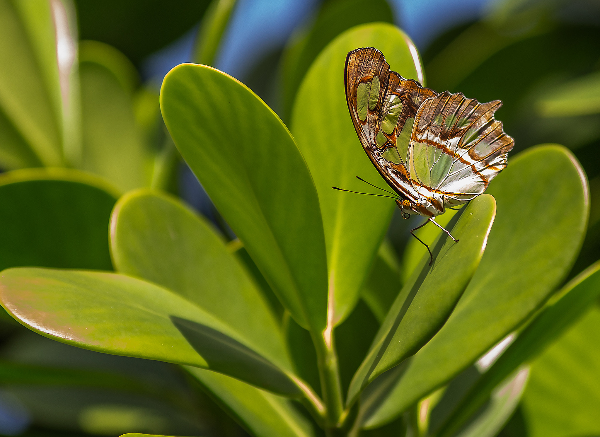 Canon EOS 6D + Canon EF 200mm F2.8L II USM sample photo. Ready to slide photography