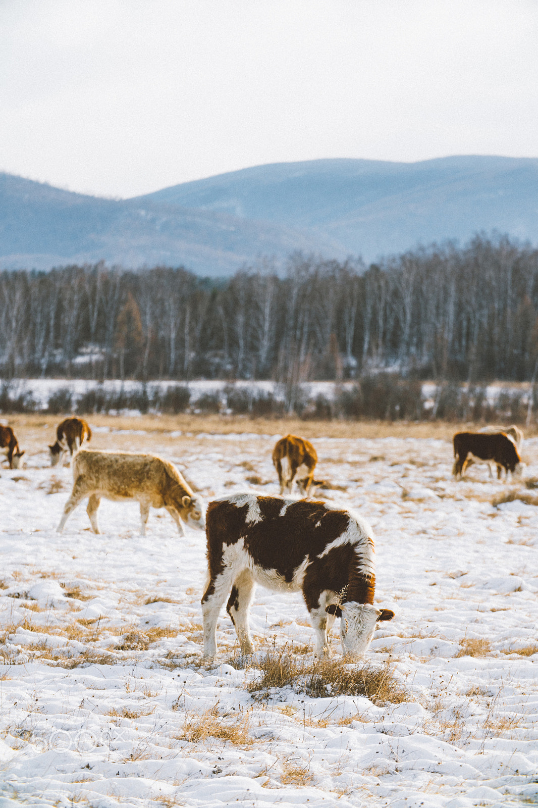 Sony a6300 + Canon EF 70-200mm F4L USM sample photo. Cows on the field photography