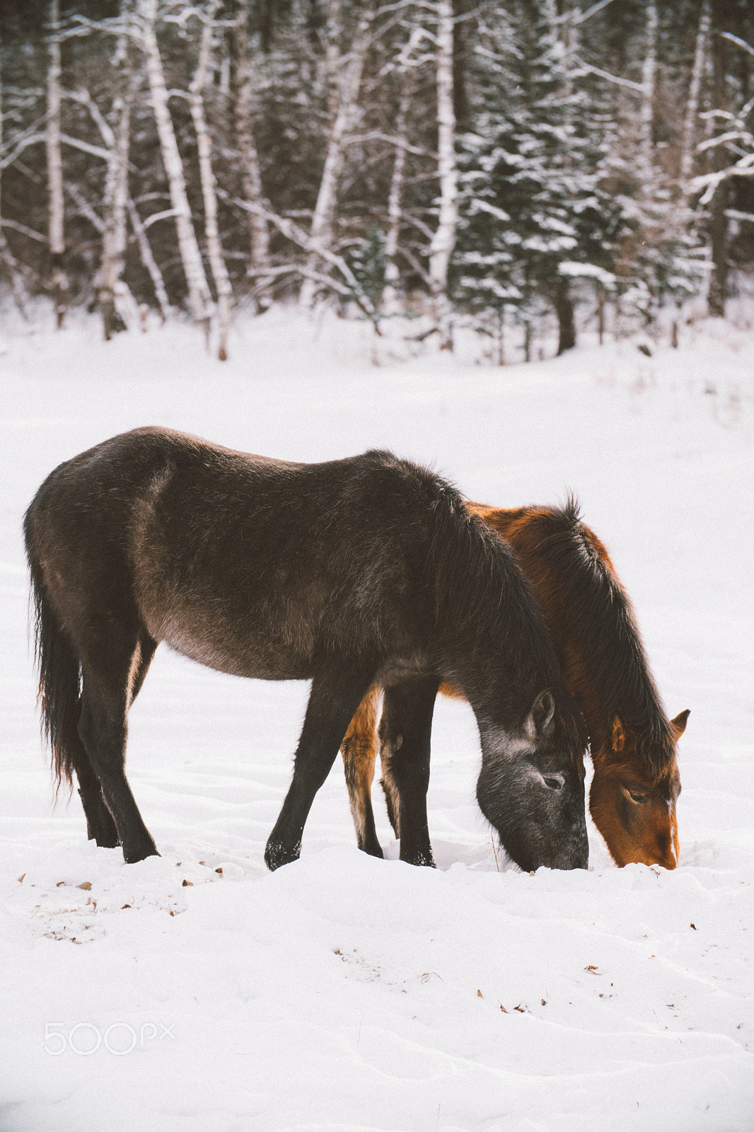 Sony a6300 + Canon EF 70-200mm F4L USM sample photo. Two horses on the field photography