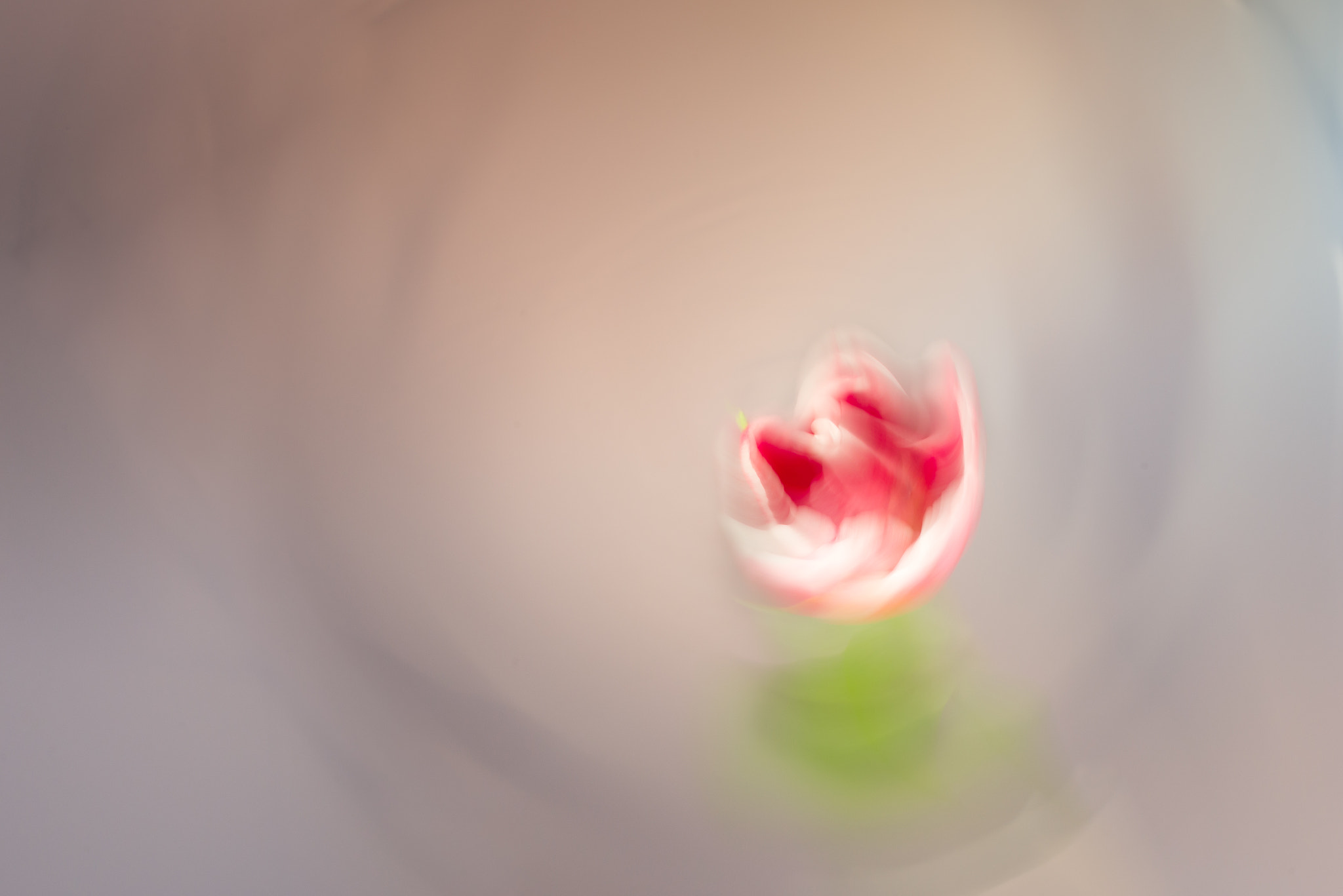 Nikon D610 sample photo. Remeniscent of a tulip photography
