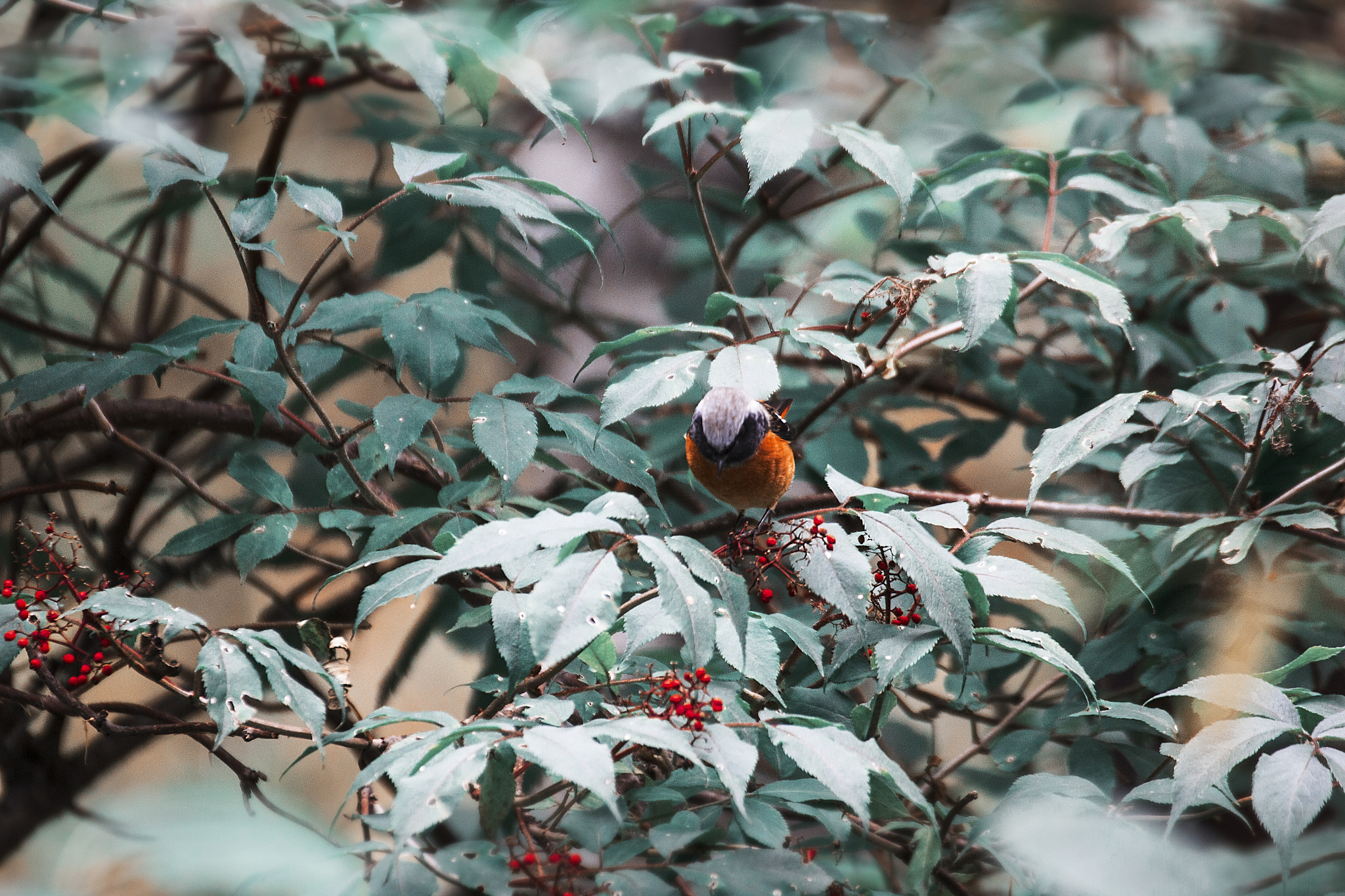 Tamron SP 35mm F1.8 Di VC USD sample photo. Горихвостка Сибирская photography