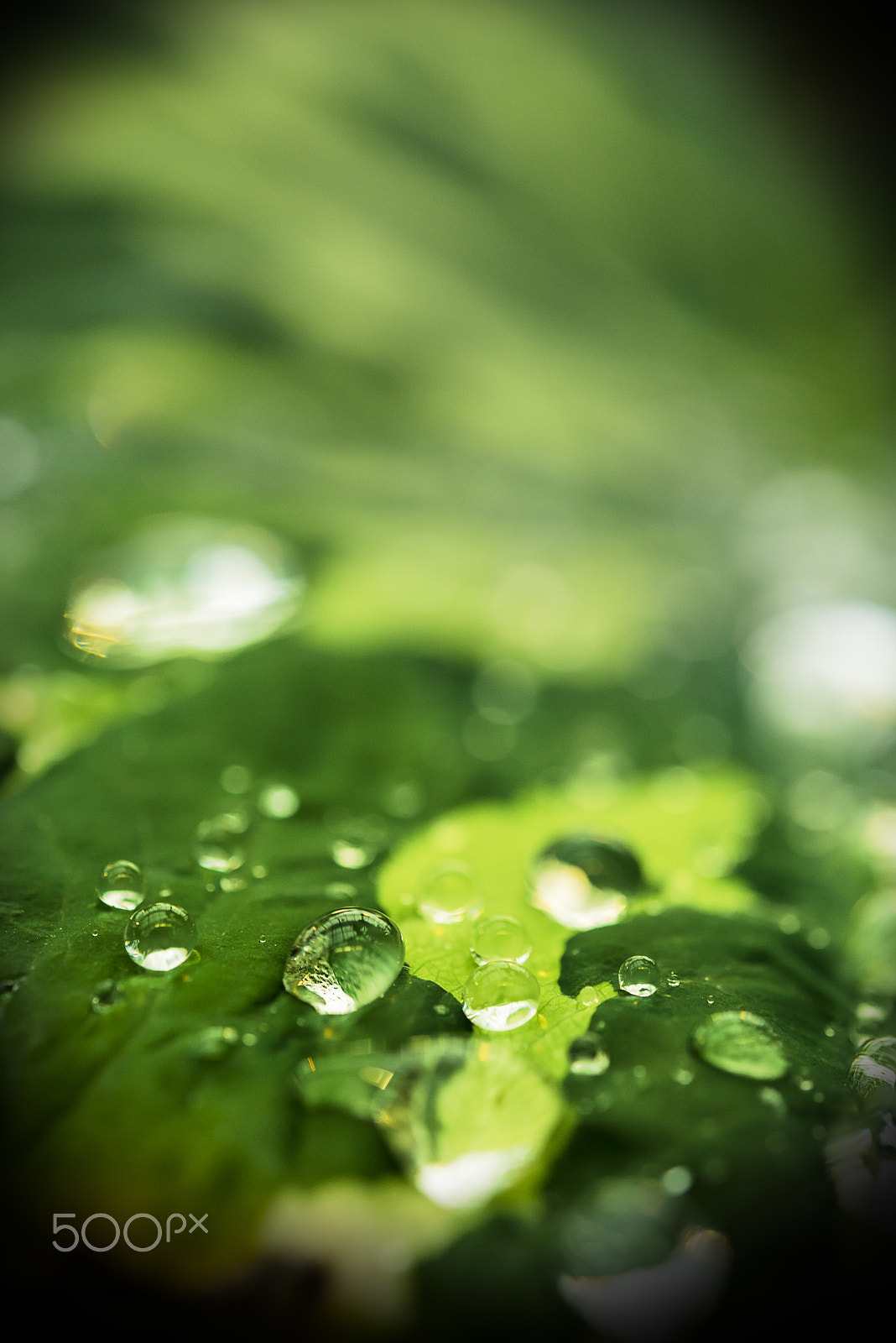 Nikon AF-S Micro-Nikkor 60mm F2.8G ED sample photo. Small drops and big drops photography