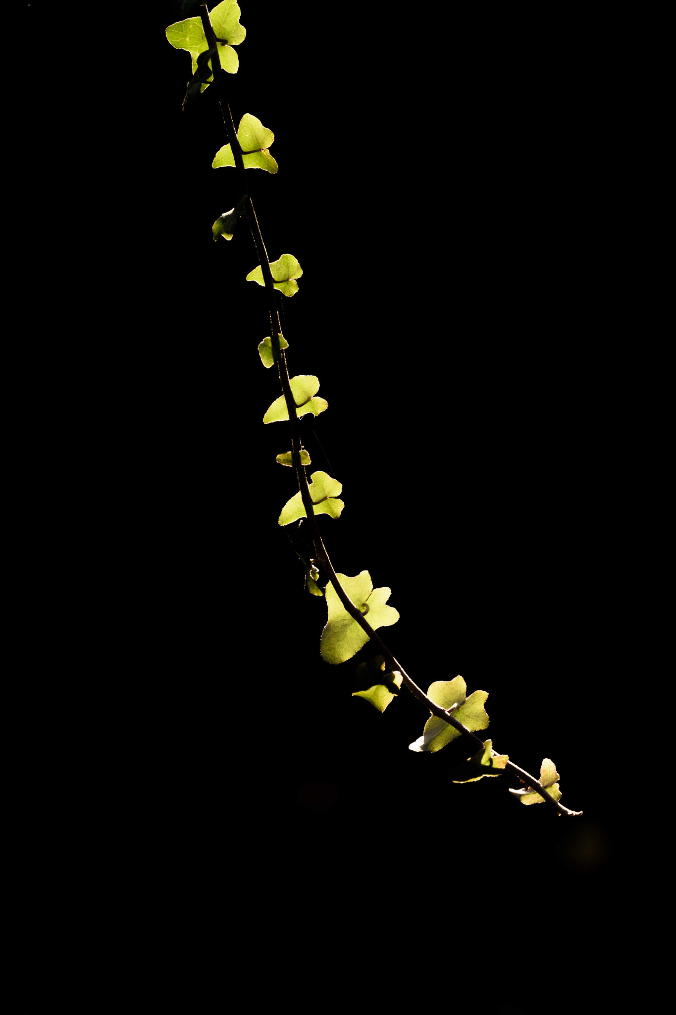 Sigma 150mm F2.8 EX DG Macro HSM sample photo. Hanging ivy photography