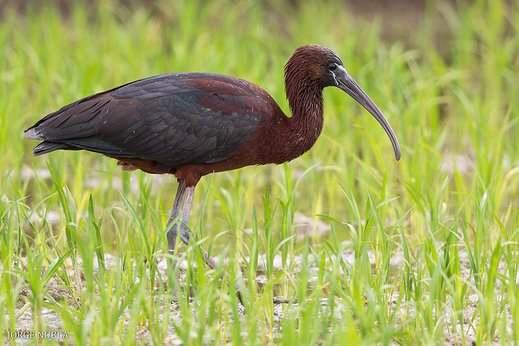 Canon EF 500mm F4L IS II USM sample photo. Morito común (plegadis falcinellus). photography