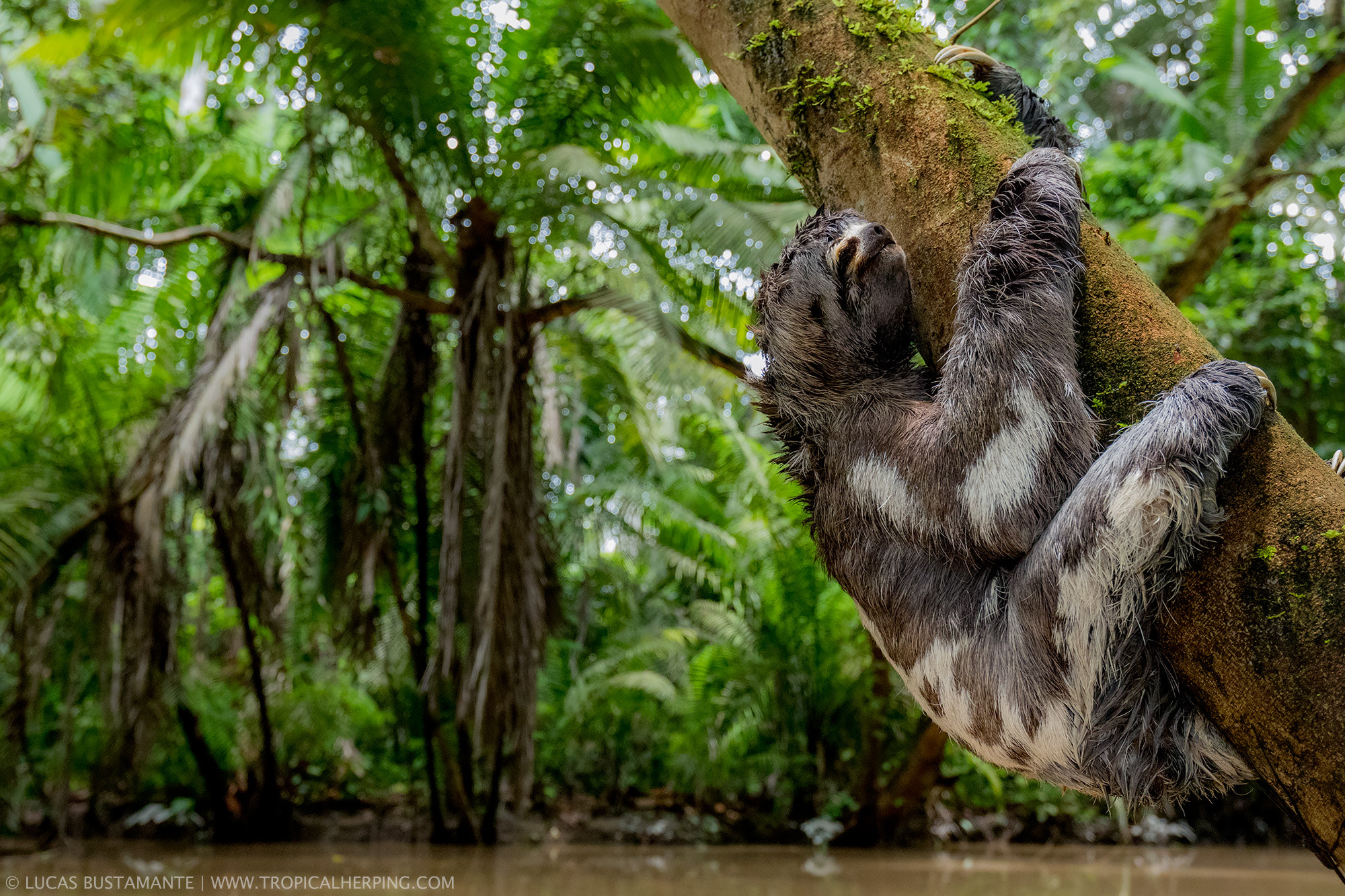 Canon EF 16-35mm F4L IS USM sample photo. Under the canopy: a bold plan to protect amazonia photography