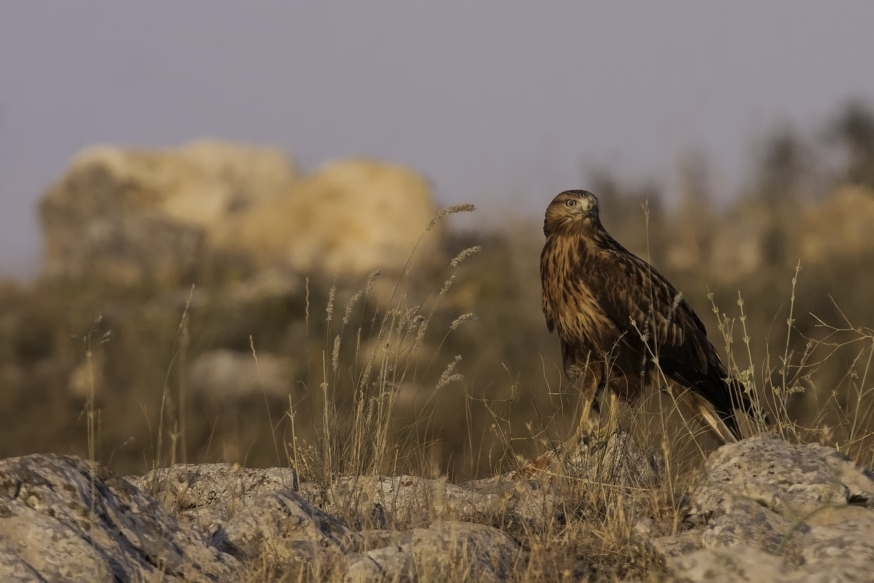 Canon EF 300mm F2.8L IS USM sample photo. Buzzard photography