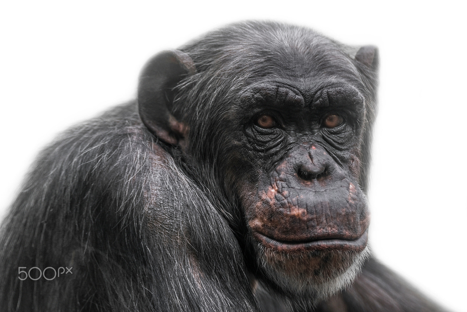 Nikon D800 sample photo. Thinking chimpanzee portrait isolated on white background photography