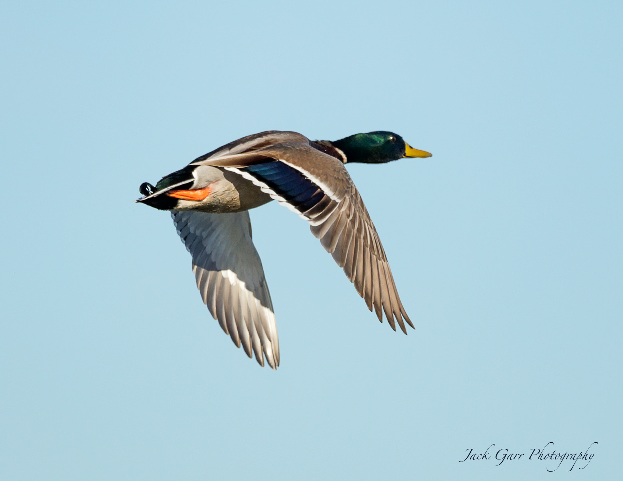 150-600mm F5-6.3 DG OS HSM | Sports 014 sample photo. Male mallard flight photography