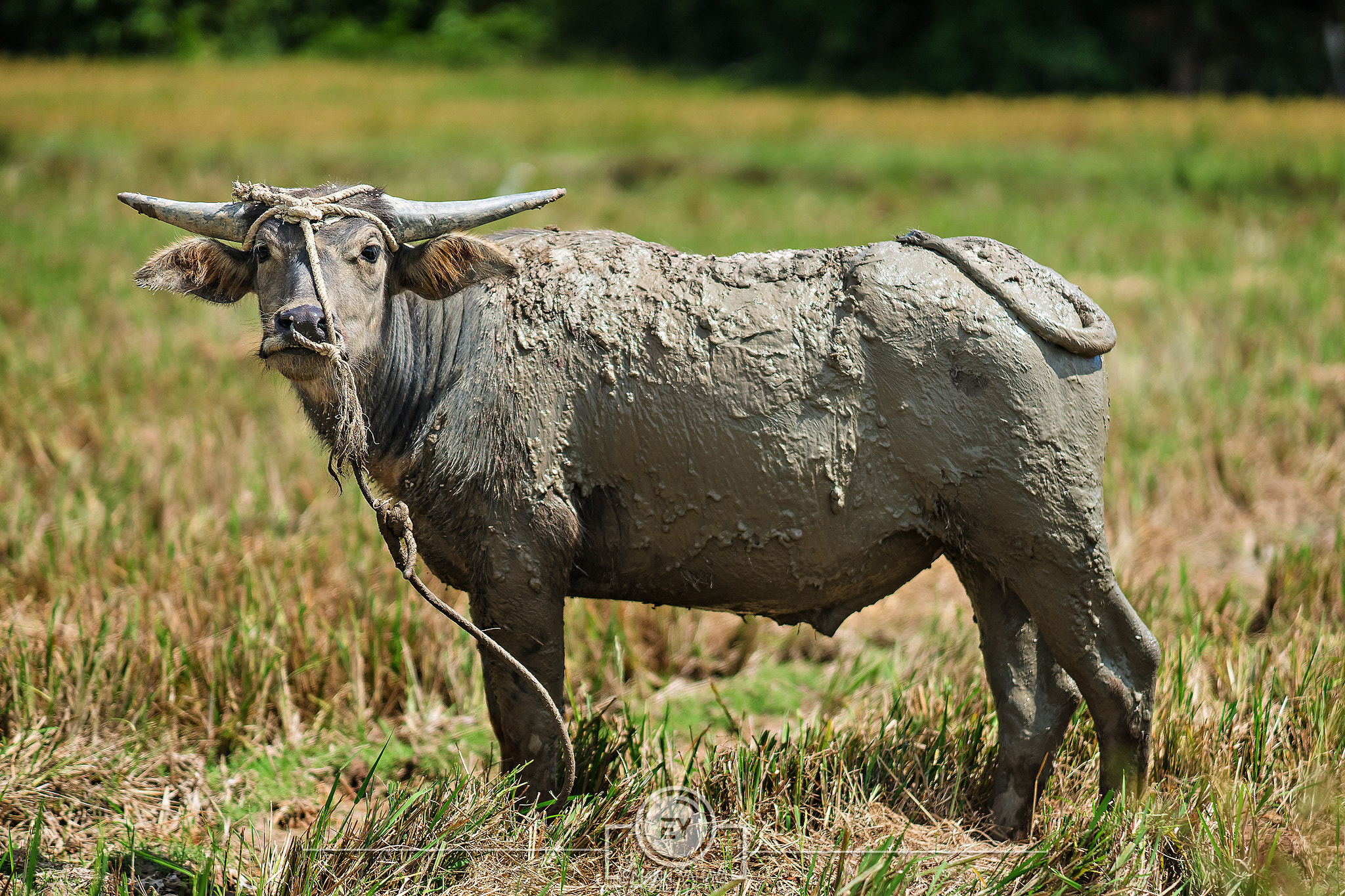 Minolta/Sony AF 70-200mm F2.8 G sample photo. "kerbau..." photography