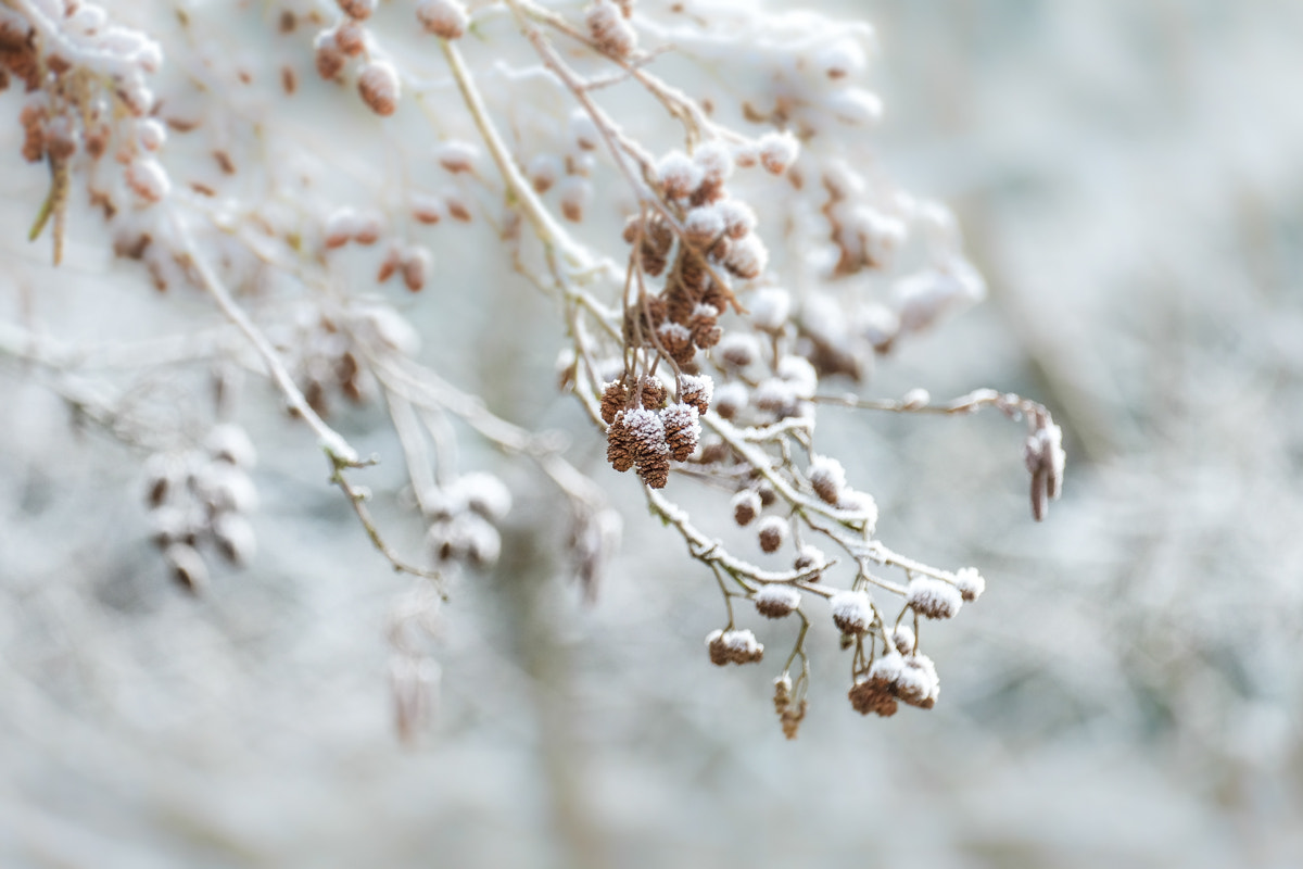 Fujifilm X-E2 + Fujifilm XF 55-200mm F3.5-4.8 R LM OIS sample photo. Frosted photography