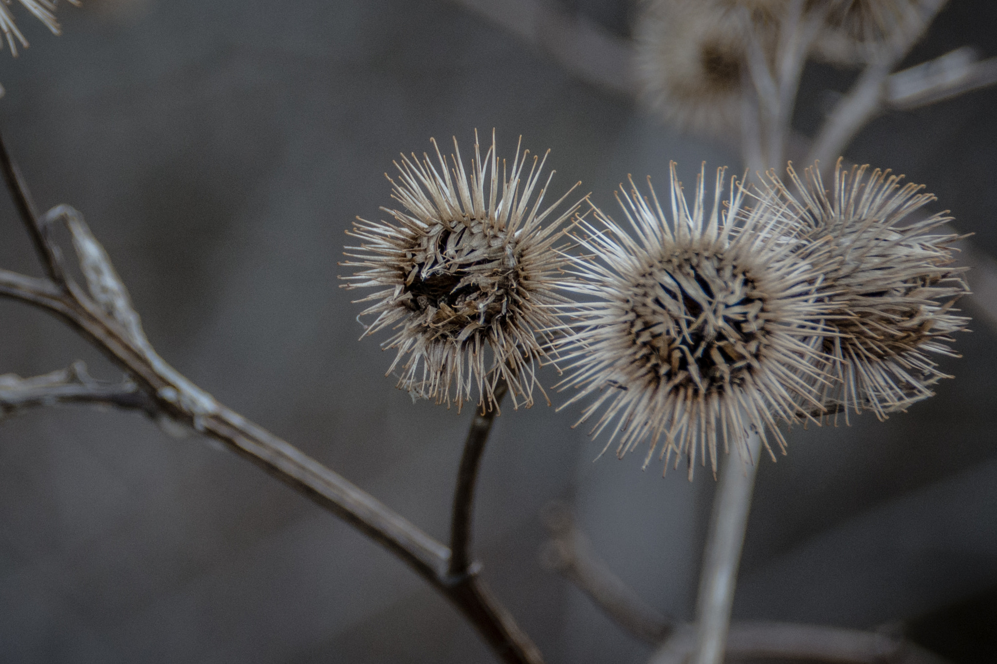 Sigma 18-250mm F3.5-6.3 DC Macro OS HSM sample photo. Winter burrs photography