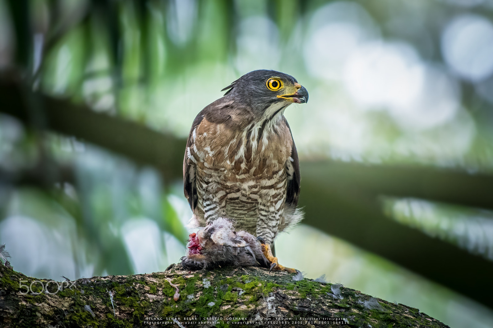 Nikon AF-S Nikkor 300mm F2.8G ED VR II sample photo. Crested goshawk photography