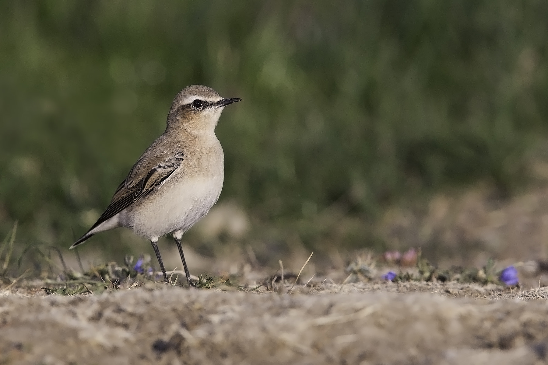 Canon EF 300mm F2.8L IS USM sample photo. Wheatear photography