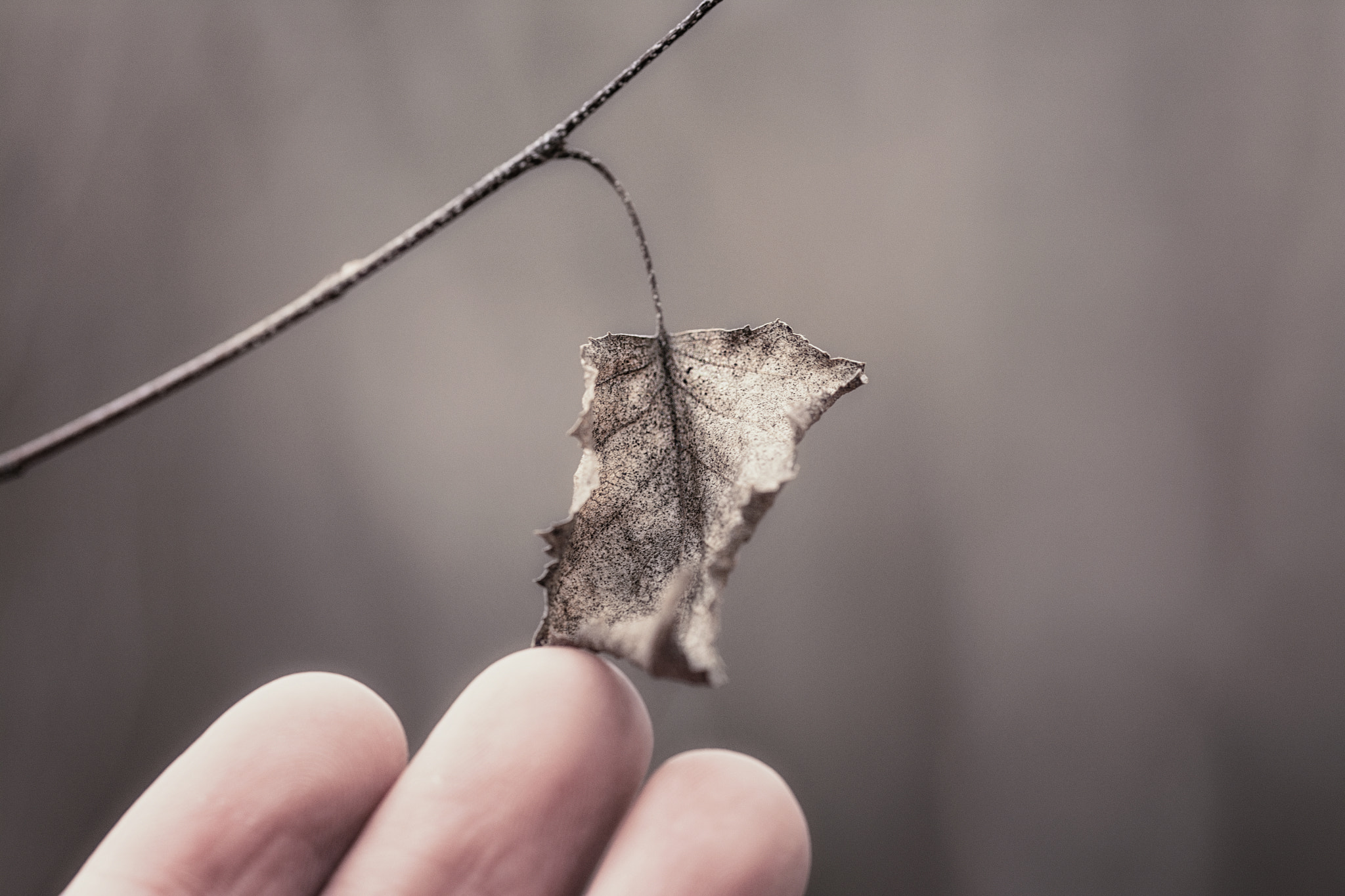 Sigma 105mm F2.8 EX DG OS HSM sample photo. Holding on to what remains photography