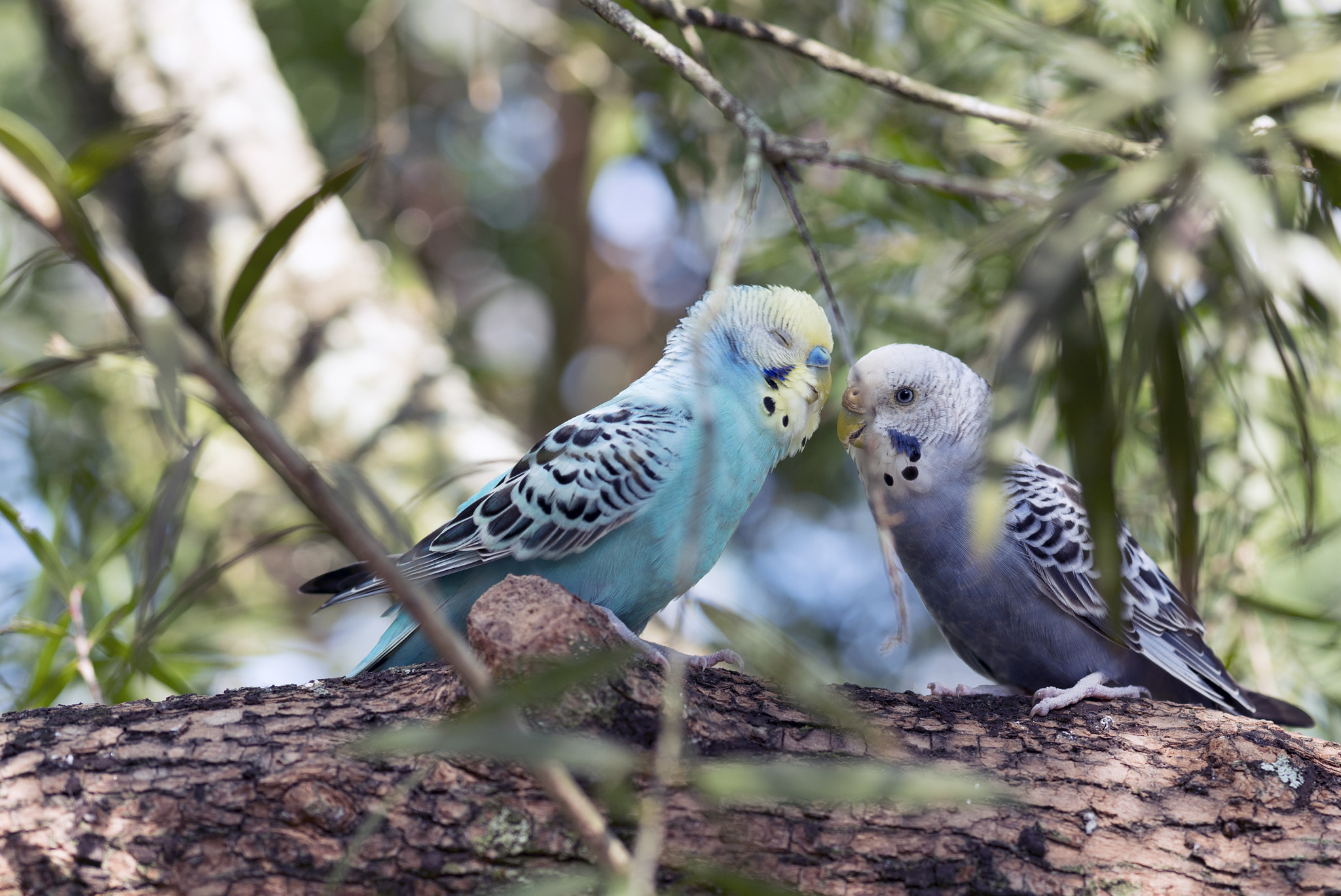 Sony Planar T* FE 50mm F1.4 ZA sample photo. Colorful parakeets photography