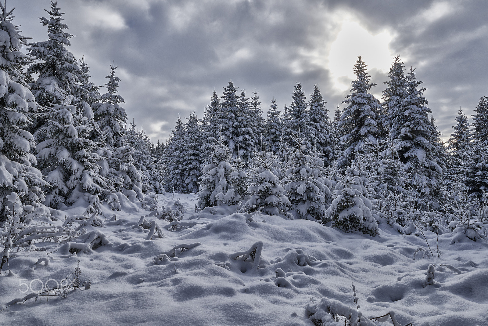 Nikon AF-S Nikkor 24-70mm F2.8G ED sample photo. Winterwald photography