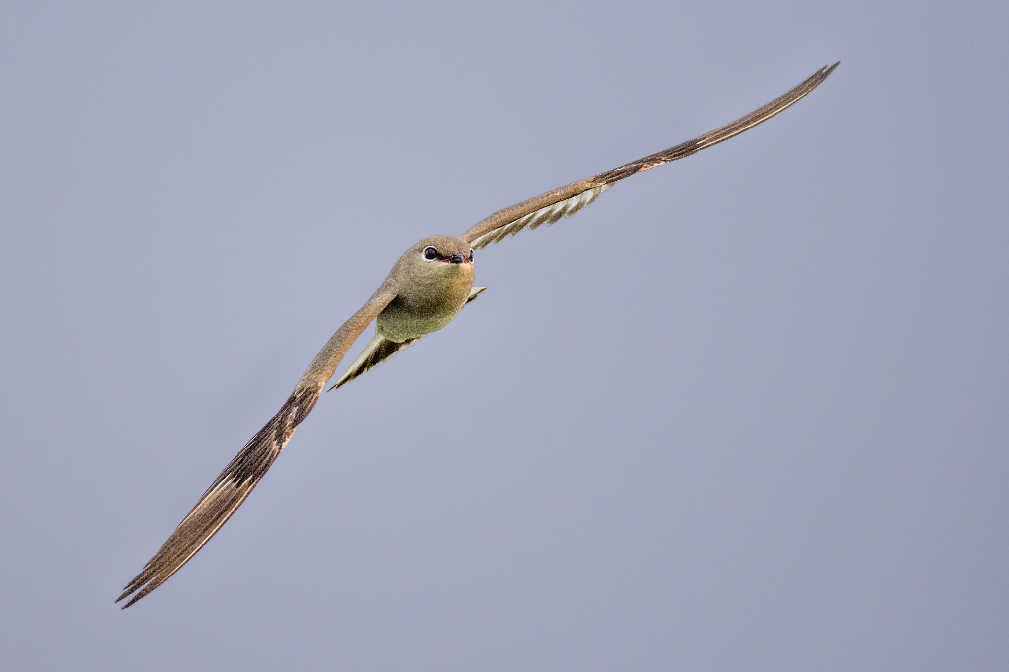 Nikon D7200 + Nikon AF-S Nikkor 300mm F4D ED-IF sample photo. Pratincole photography