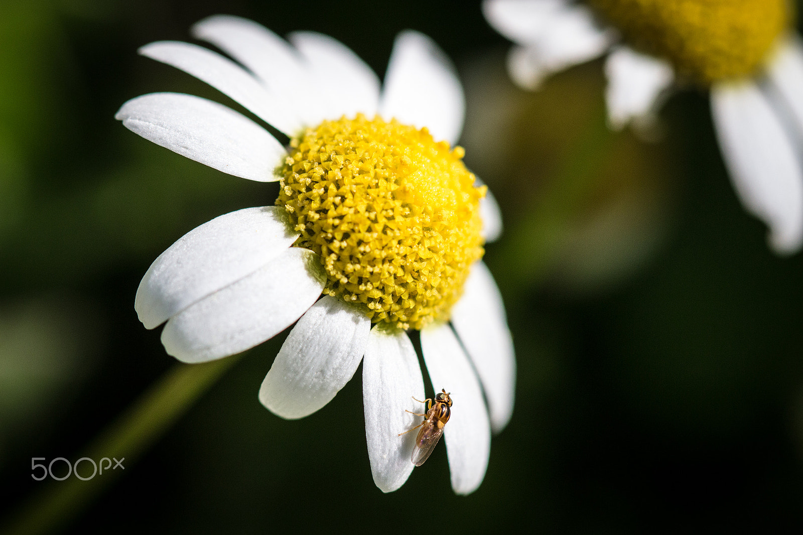 Canon EF 100mm F2.8 Macro USM sample photo. Fly photography