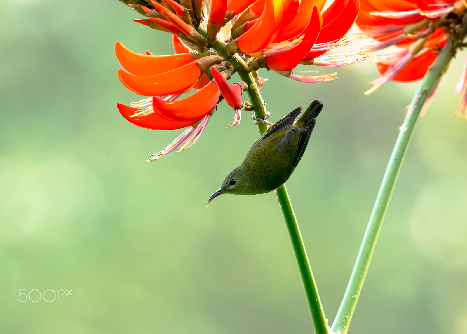 Canon EOS-1D X + Canon EF 800mm F5.6L IS USM sample photo. Springtime photography