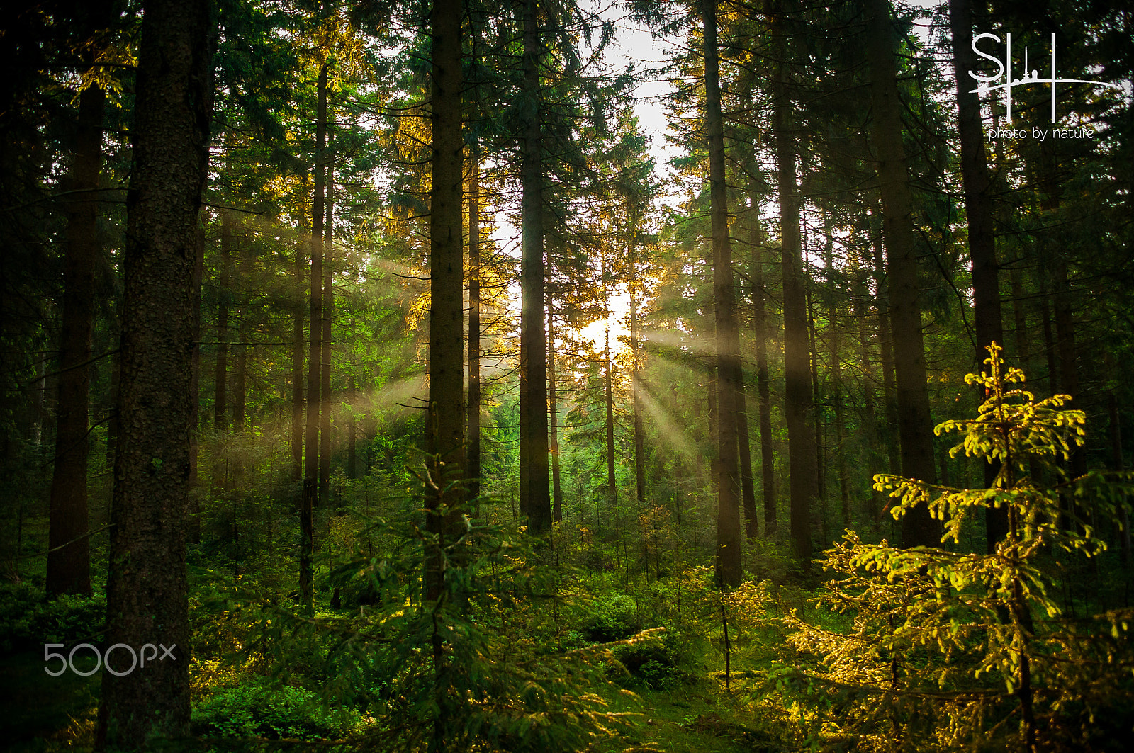 Sigma 18-50mm F2.8-4.5 DC OS HSM sample photo. Sunforest photography