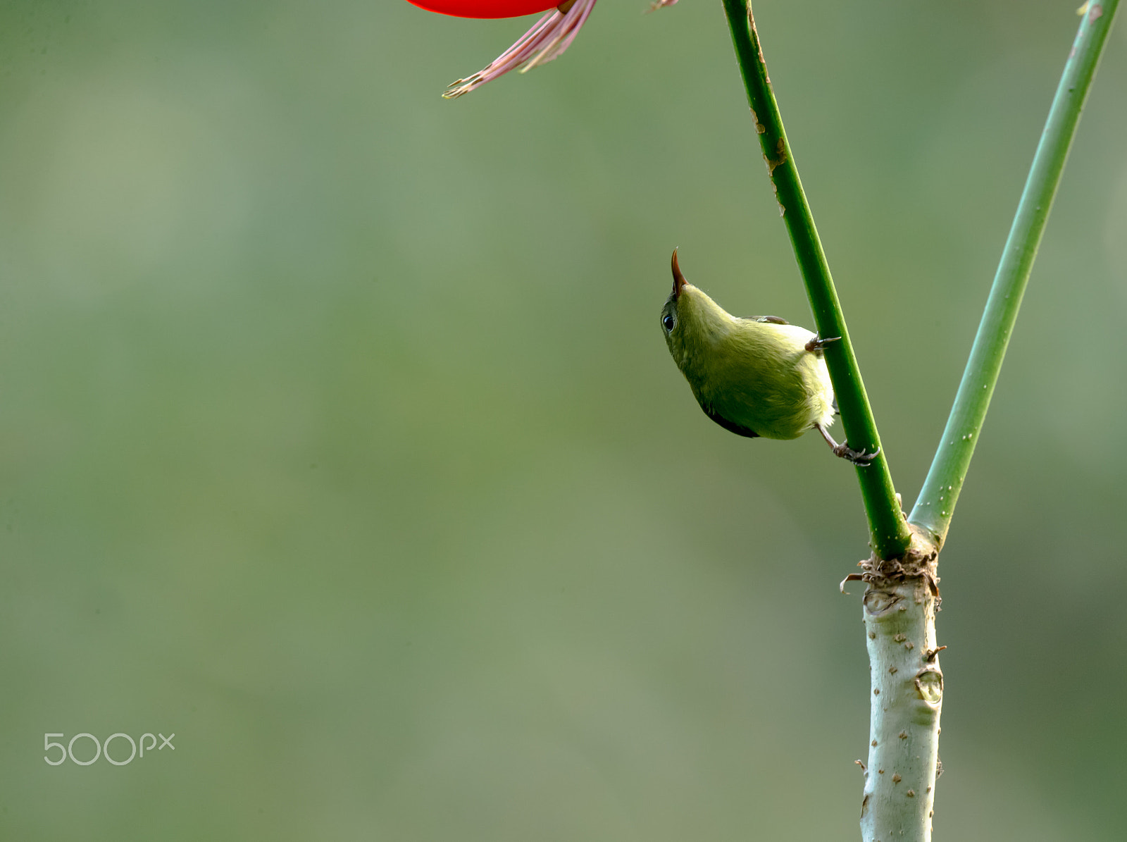 Canon EF 800mm F5.6L IS USM sample photo. Lonely world photography