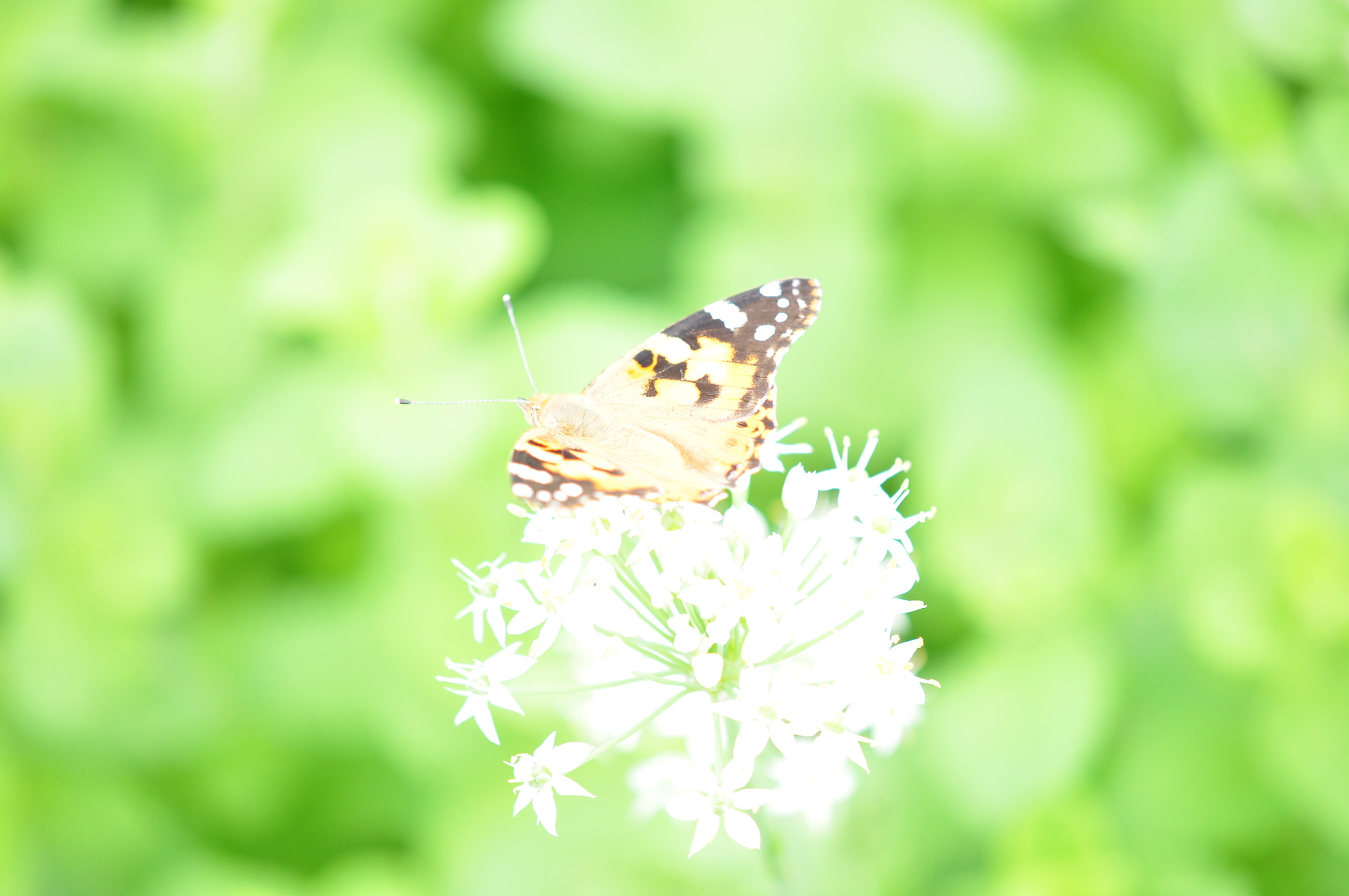 Nikon AF-S DX Micro-Nikkor 85mm F3.5G ED VR sample photo