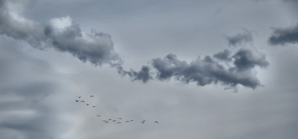 Canon PowerShot ELPH 330 HS (IXUS 255 HS / IXY 610F) sample photo. Flock of geese photography