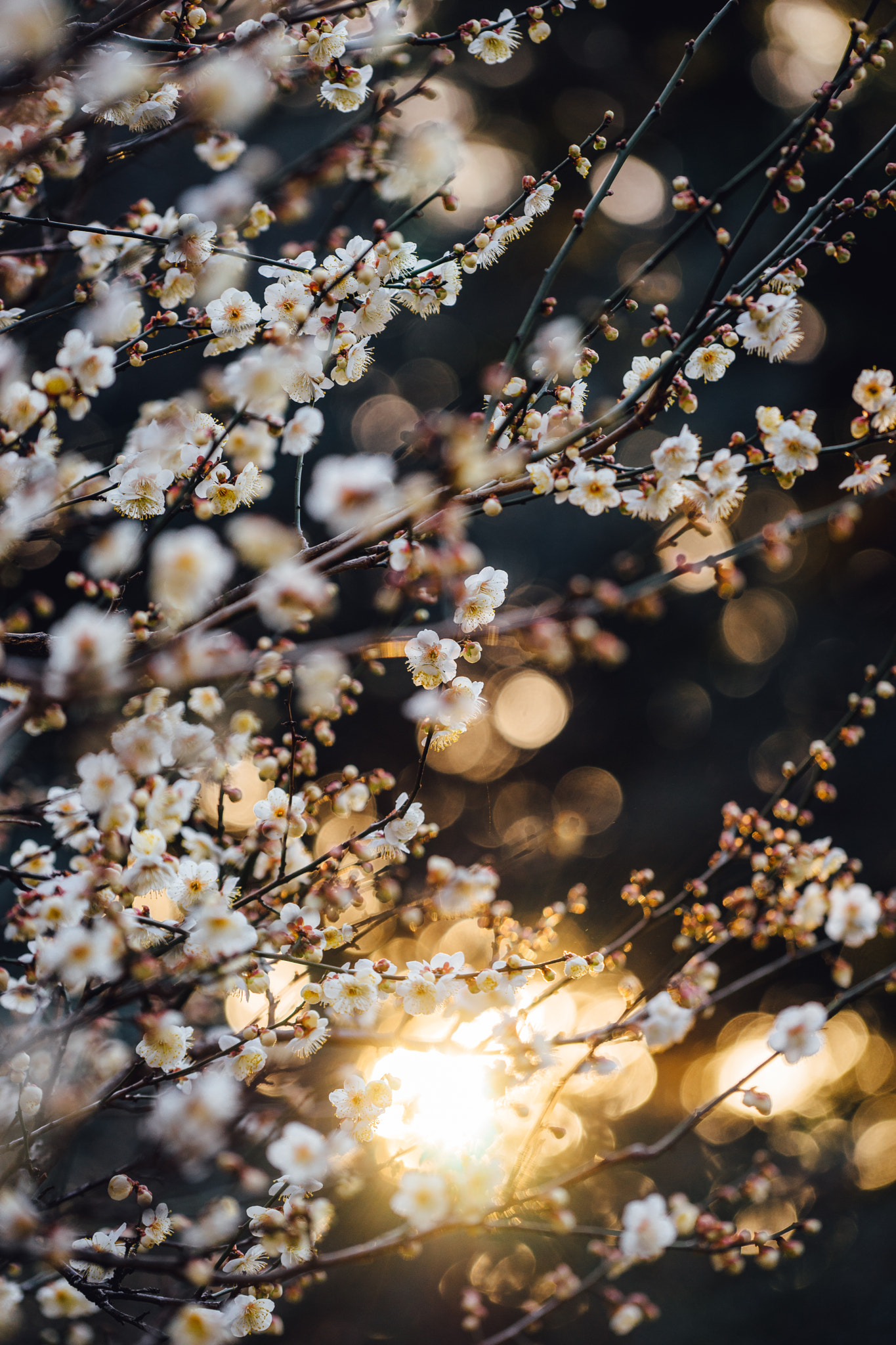Sony a7 + Sony FE 70-200mm F4 G OSS sample photo. Blooming japanese apricot photography