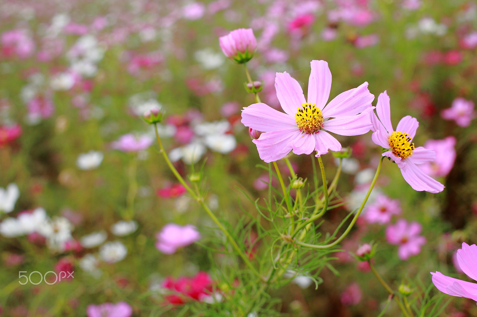 Canon EF 40mm F2.8 STM sample photo. Cosmos 22 photography